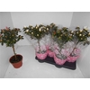 Rhododendron Si Op Stam Gemengd