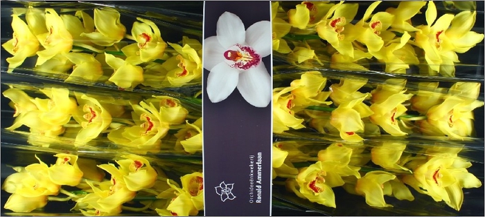 <h4>Cymbidium Arcadian Doos</h4>