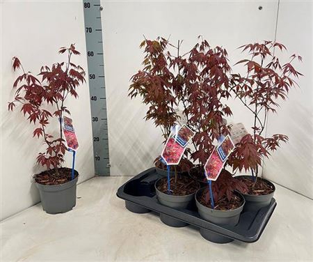 <h4>Acer Pa Atropurpureu</h4>