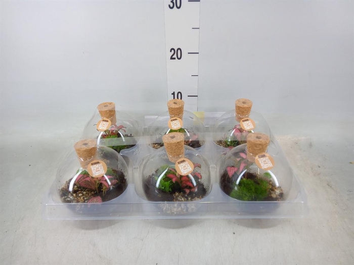 <h4>Arr. Kamerplant Groen H%</h4>