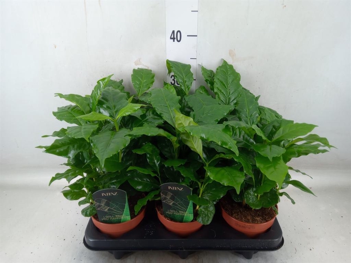 <h4>Coffea arabica</h4>