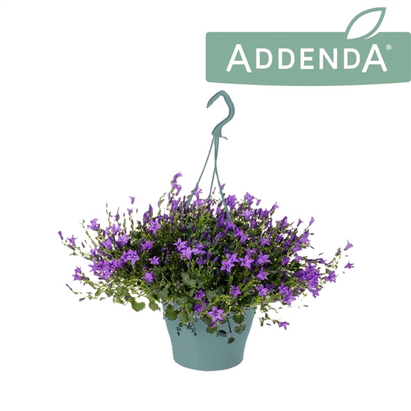 <h4>Campanula Ambella Purple Hangpot</h4>