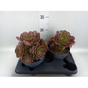 Aeonium arboreum 'Velours'