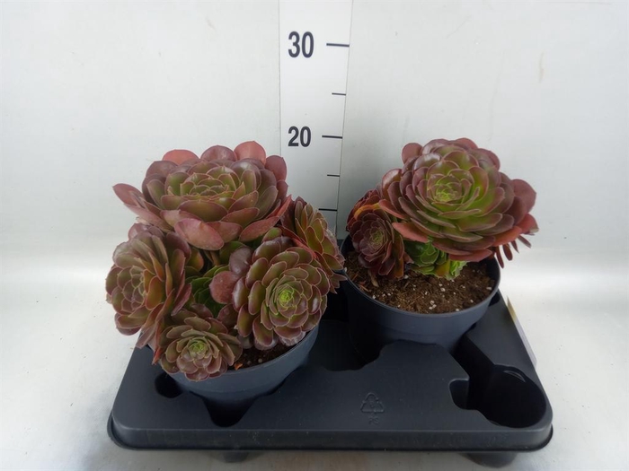 Aeonium arboreum 'Velours'