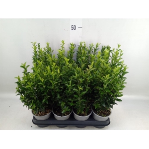 Euonymus japon. 'Green Spire'