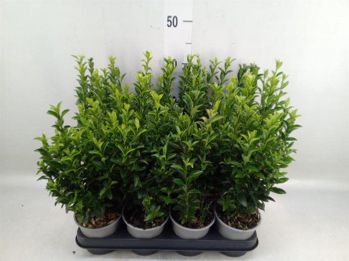 <h4>Euonymus japon. 'Green Spire'</h4>