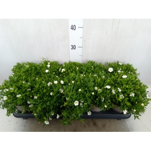 Arenaria  'Summer White'