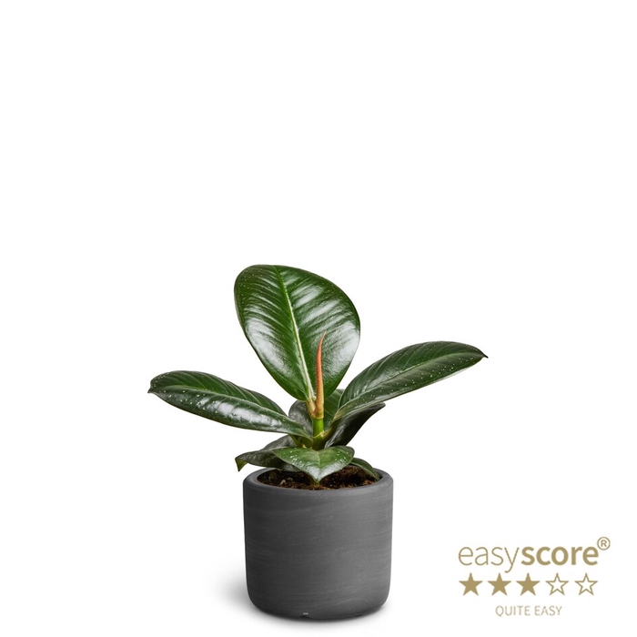 <h4>FICUS ELASTICA P7 SOFIA RAW BLACK</h4>