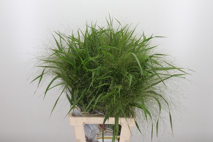 <h4>Panicum Fountain</h4>