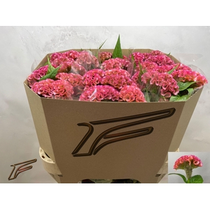 CEL C PINK DELIGHT