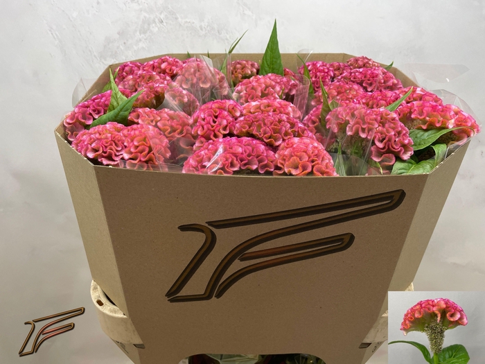 <h4>CEL C PINK DELIGHT</h4>