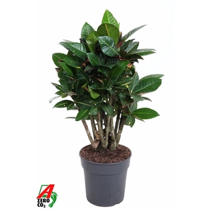 Codiaeum Petra vertakt P24