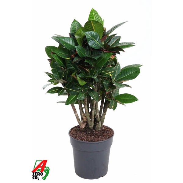 <h4>Codiaeum Petra vertakt P24</h4>