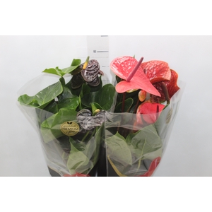 ANTHURIUM VARIADO P17 PREMIUM
