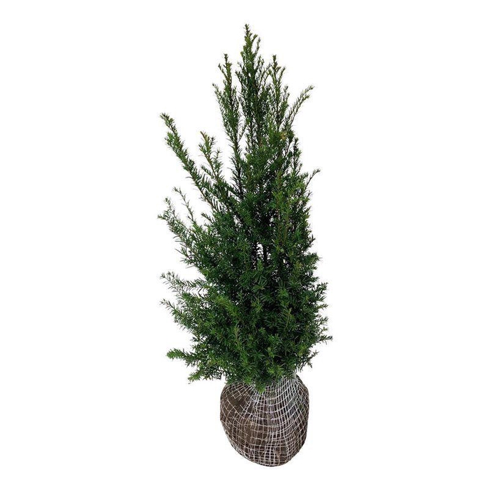 <h4>Taxus baccata</h4>