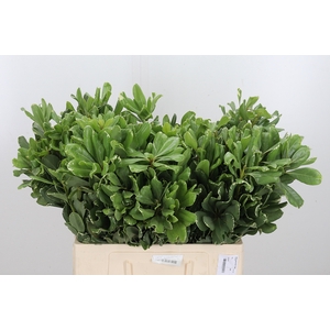 Pittosporum Ilan
