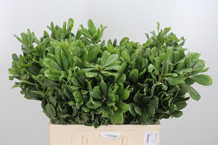 <h4>Pittosporum Ilan</h4>