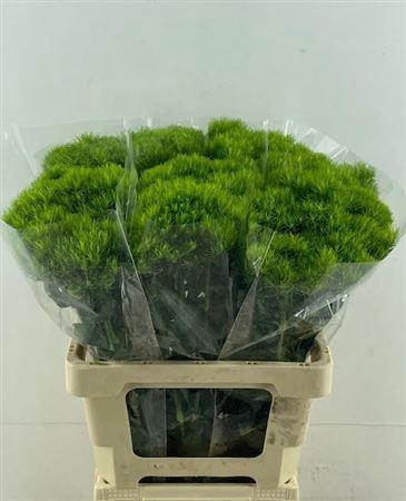 <h4>Di Barb Kiwi Mellow</h4>