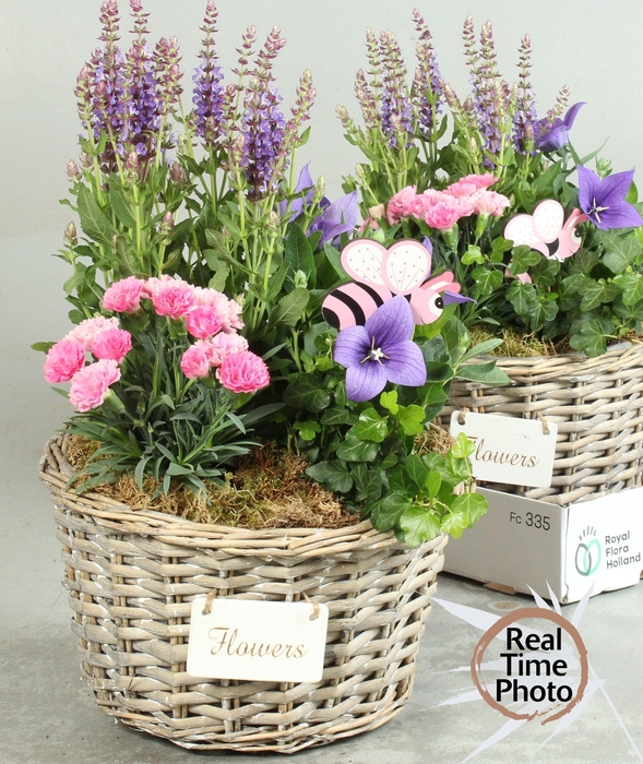 <h4>ARR TUINPLANTEN H%</h4>