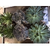 Echeveria serana 10,5 cm