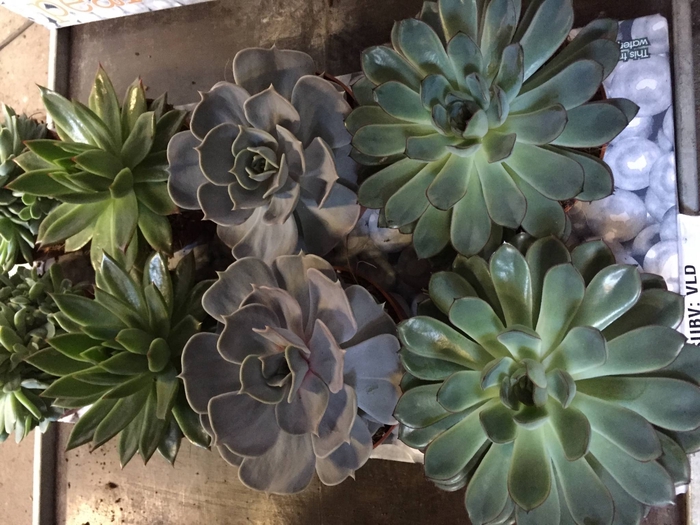 Echeveria serana 10,5 cm