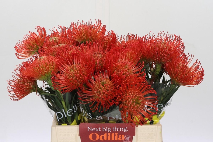 <h4>Nutans Succession</h4>