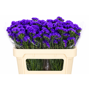 Limonium Sinuatum Blue Wings