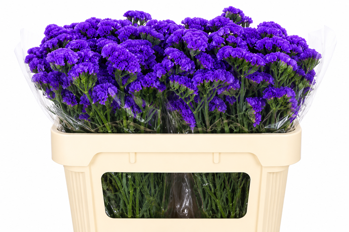 <h4>Limonium Sinuatum Blue Wings</h4>