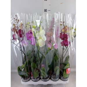 Phalaenopsis   ...mix