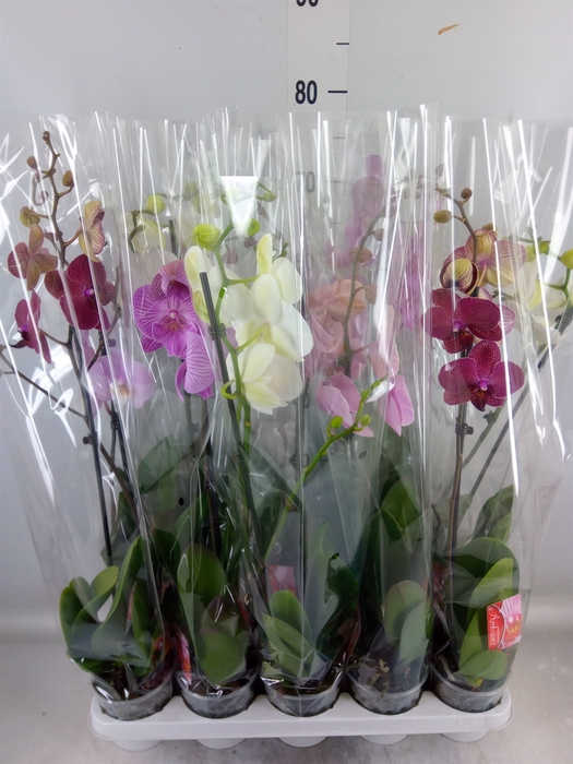 <h4>Phalaenopsis   ...mix</h4>