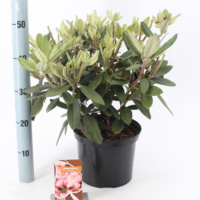 <h4>Rhododendron Yakushimanum</h4>