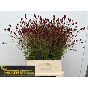 SANG OFFICINALIS