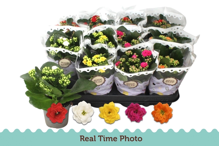 <h4>KAL GE GEM 5 KL</h4>