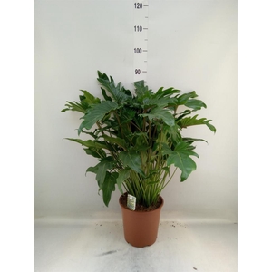 Philodendron xanadu