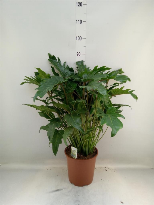 <h4>Philodendron xanadu</h4>