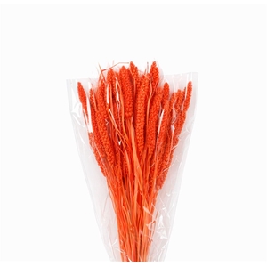 Dried Setaria Italica Pink Bunch