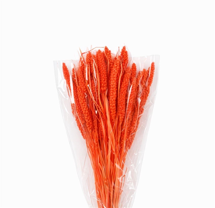 <h4>Dried Setaria Italica Pink Bunch</h4>