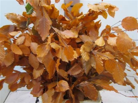 <h4>Deco Pres Beech Oranje</h4>