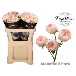 R TR MANSFIELD PARK