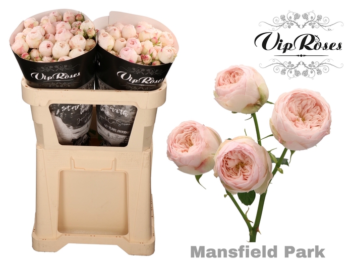 R TR MANSFIELD PARK
