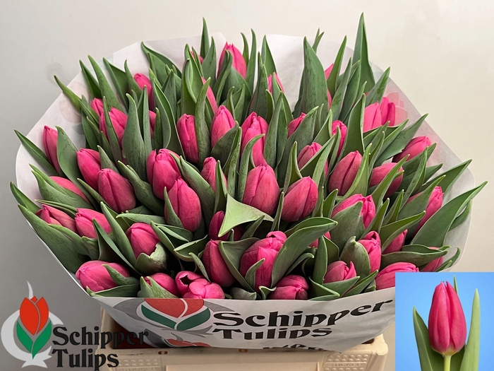 <h4>TU EN IVANKA</h4>