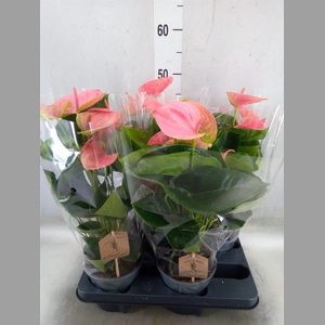 Anthurium andr. 'Sweet Dream'