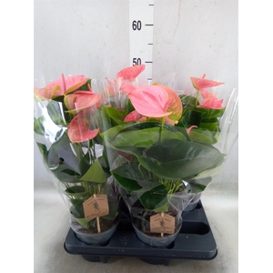 Anthurium andr. 'Sweet Dream'