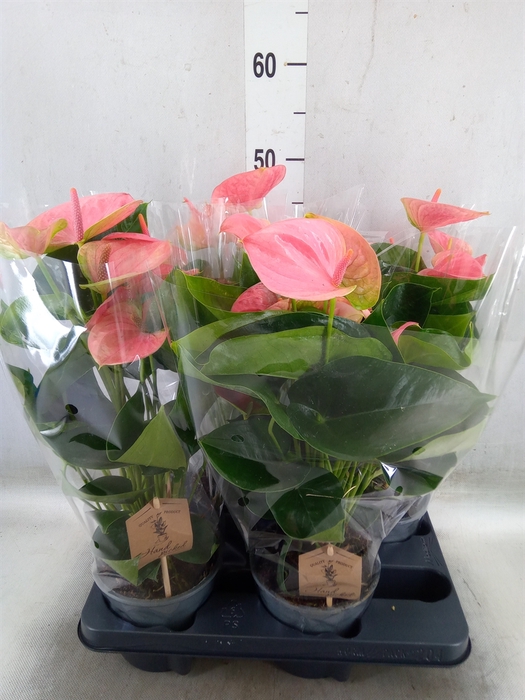 <h4>Anthurium andr. 'Sweet Dream'</h4>