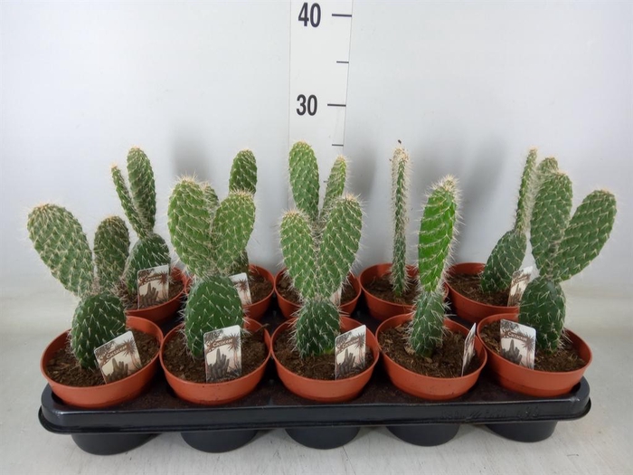 <h4>Opuntia</h4>