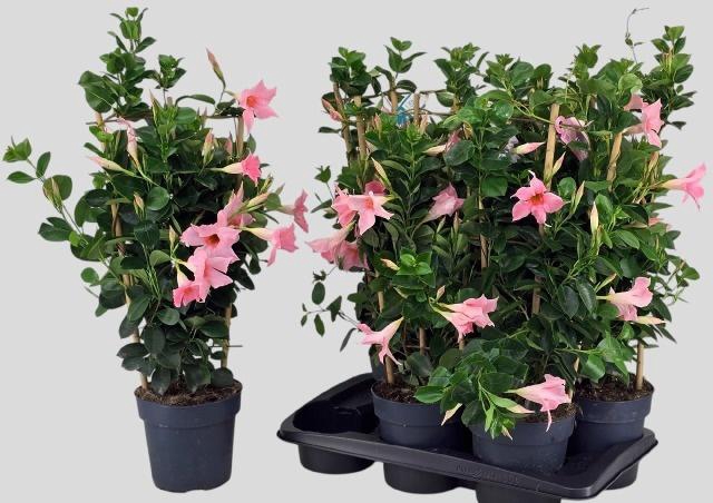 <h4>MANDE SUN CR PINK</h4>