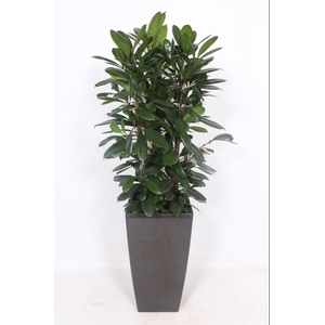 Ficus Cyathistipula Kunstof Piza Antraciet