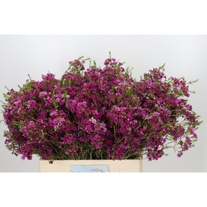 Chamelaucium Stella