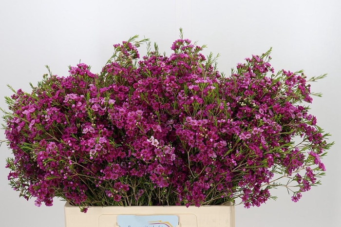 <h4>Chamelaucium Stella</h4>