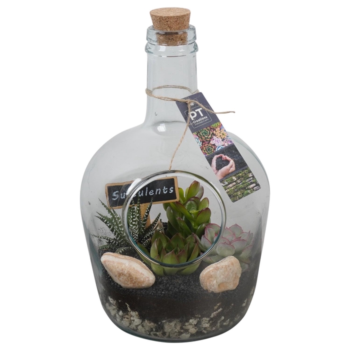 <h4>PTSU8511 Arrangement Succulenten in glazen fles</h4>